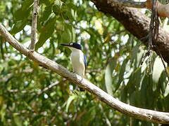 Forest Kingfisher