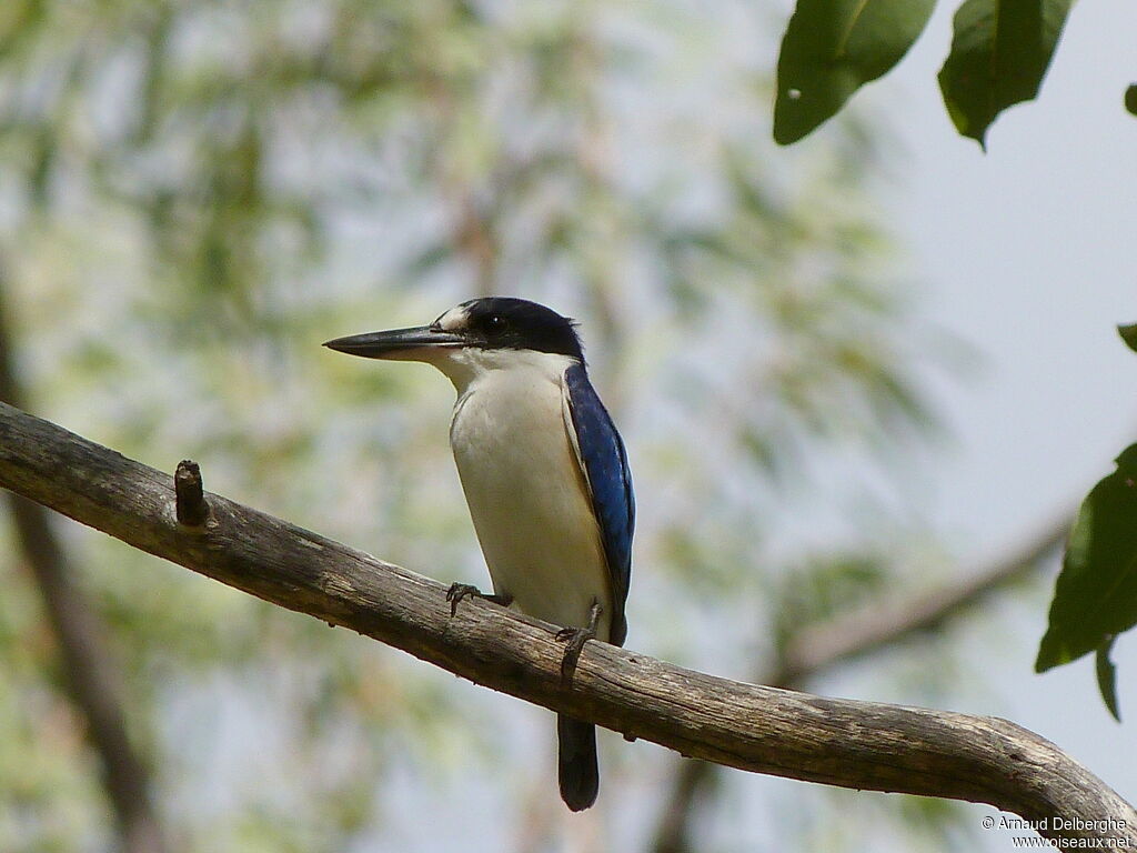 Forest Kingfisher