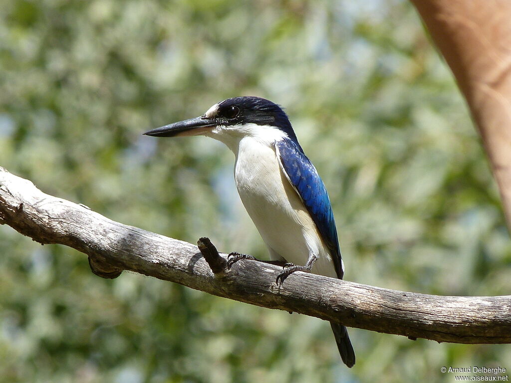 Forest Kingfisher