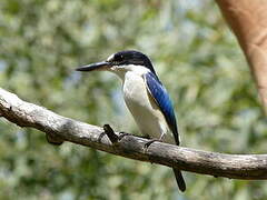 Forest Kingfisher