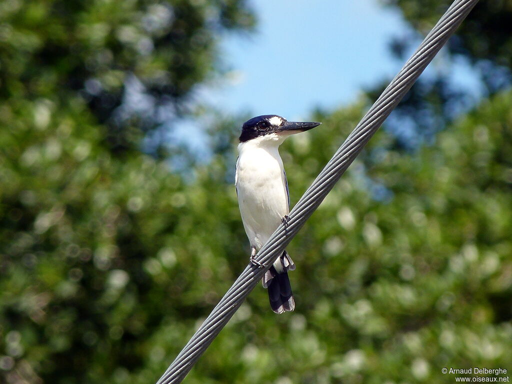 Forest Kingfisher