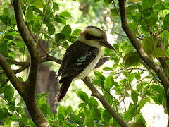 Laughing Kookaburra