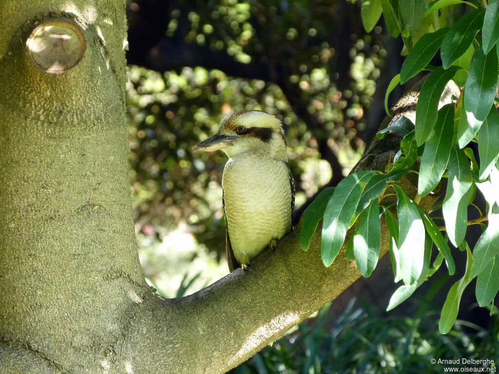 Laughing Kookaburra