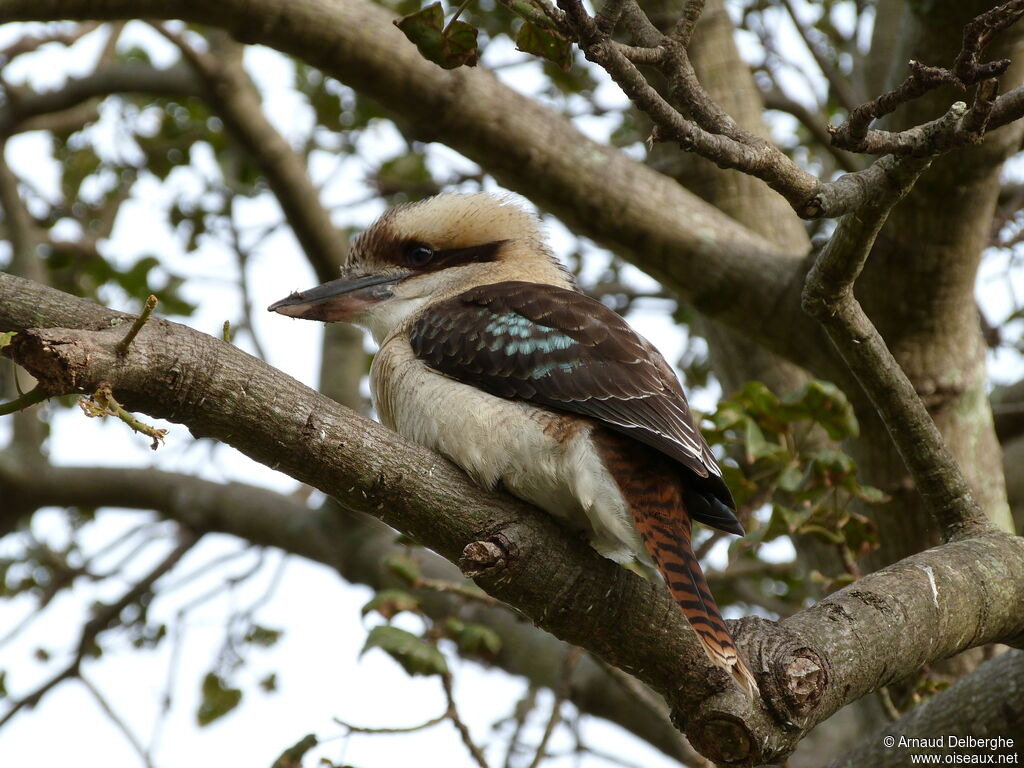 Laughing Kookaburra