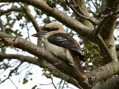 Laughing Kookaburra