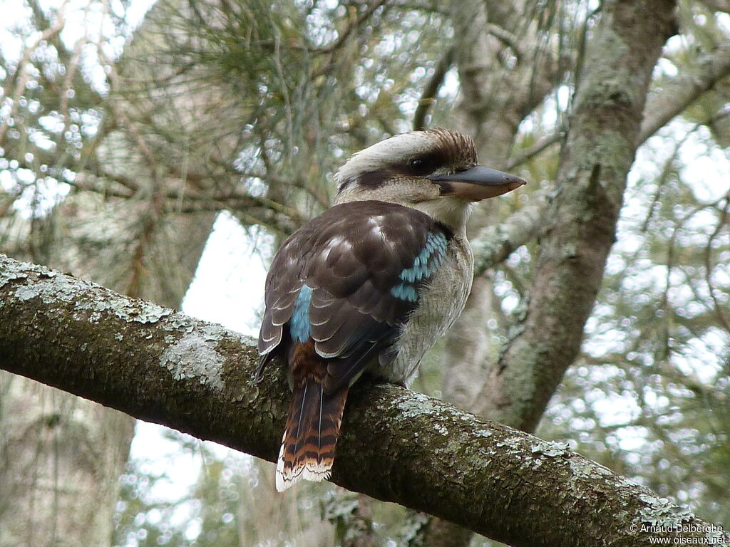 Laughing Kookaburra