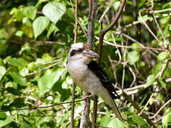 Laughing Kookaburra