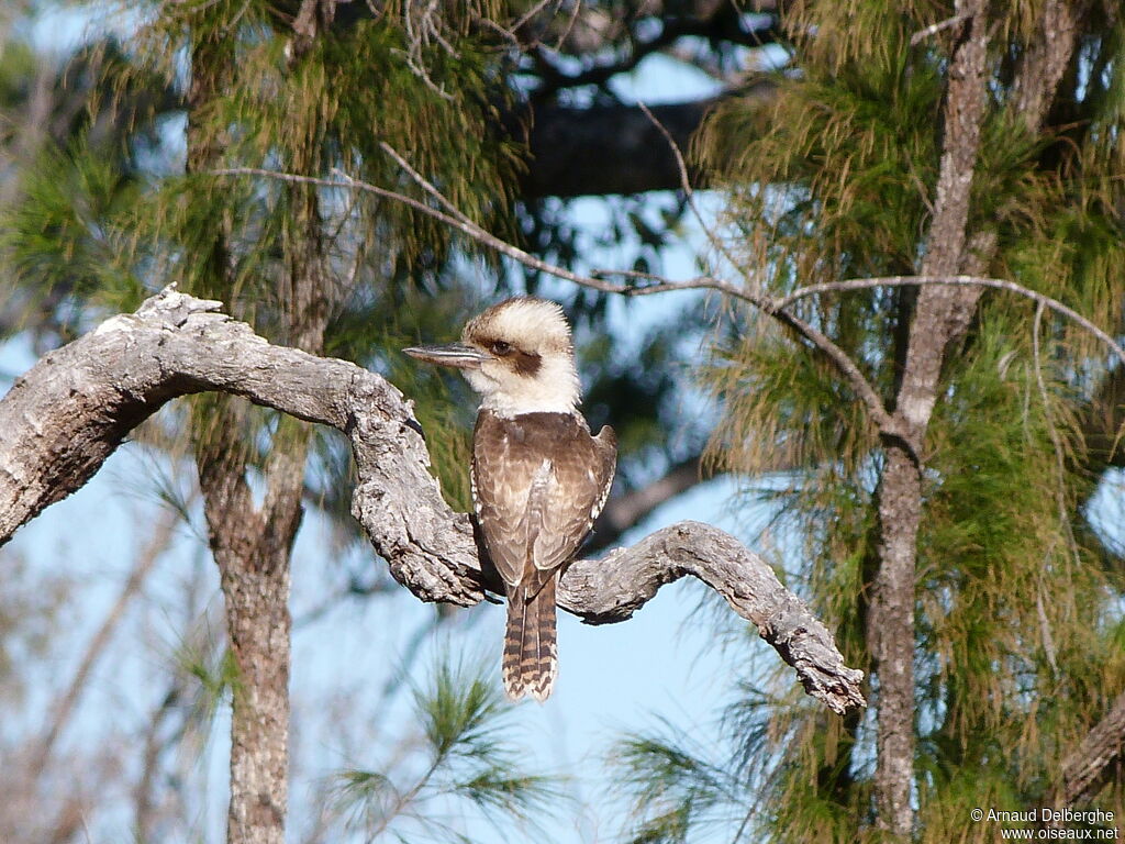 Laughing Kookaburra