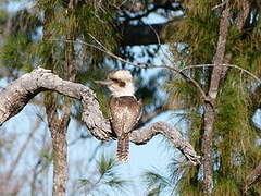 Laughing Kookaburra