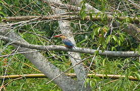 Stork-billed Kingfisher