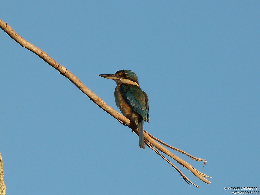 Sacred Kingfisher