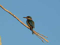 Sacred Kingfisher