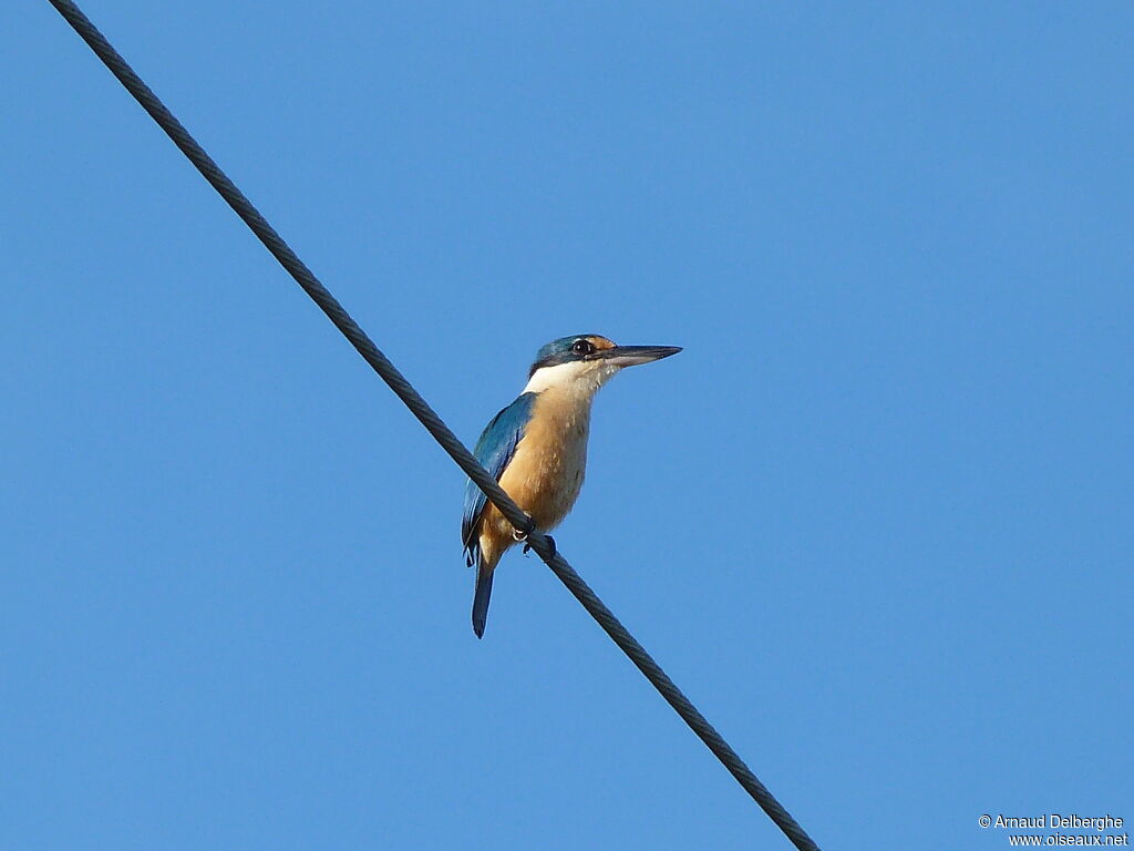 Sacred Kingfisher