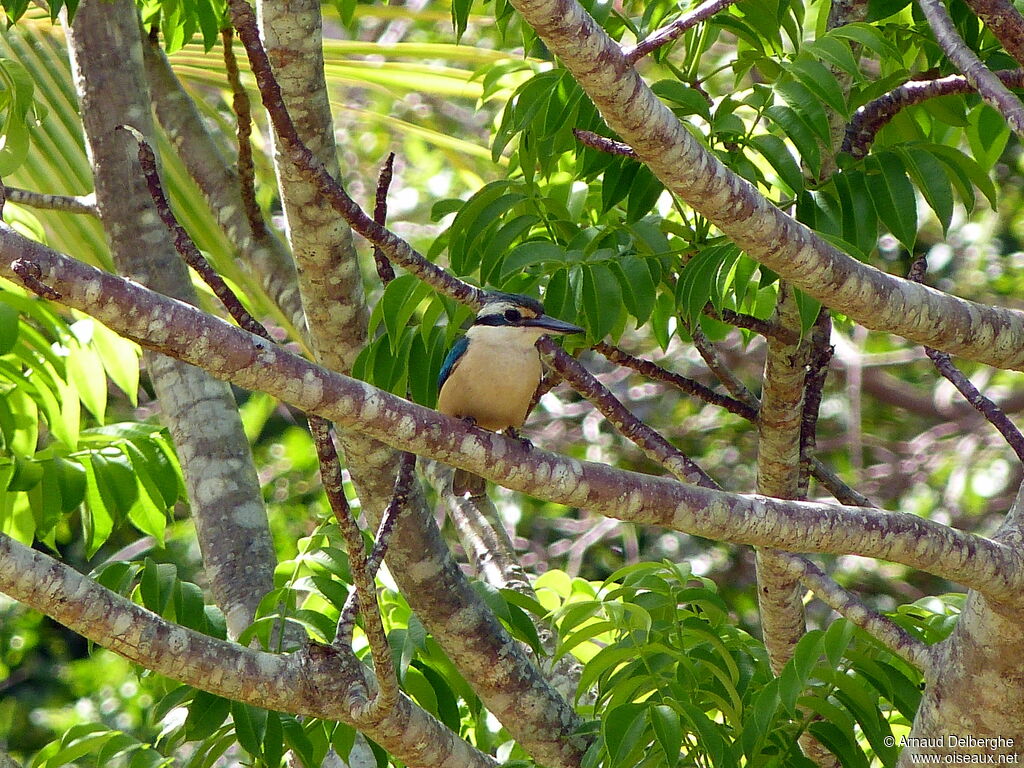 Sacred Kingfisheradult