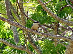 Sacred Kingfisher