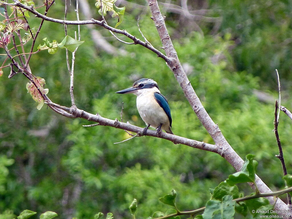 Sacred Kingfisher