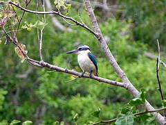 Sacred Kingfisher