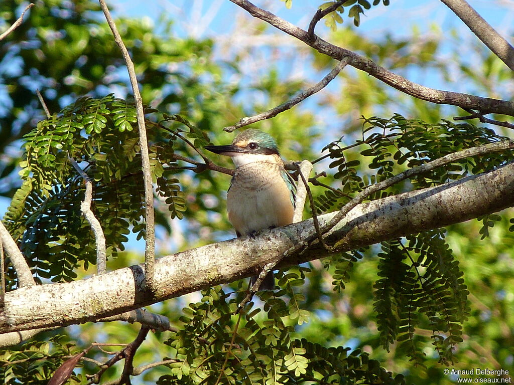 Sacred Kingfisher