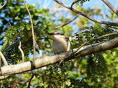 Sacred Kingfisher