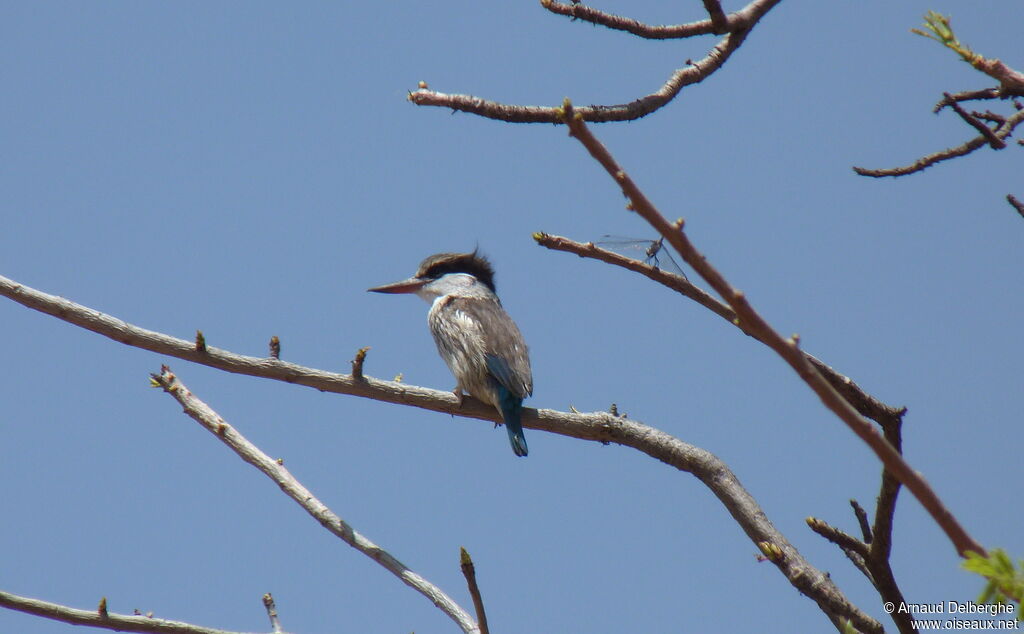 Striped Kingfisher