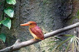 Ruddy Kingfisher