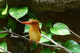 Ruddy Kingfisher