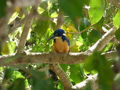 Half-collared Kingfisher