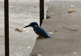 Half-collared Kingfisher