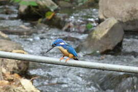 Half-collared Kingfisher