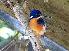 Azure Kingfisher