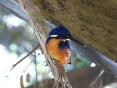 Azure Kingfisher