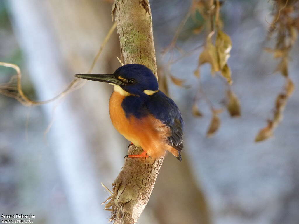 Martin-pêcheur à dos bleuadulte, identification