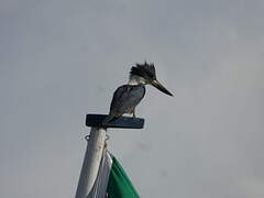 Ringed Kingfisher