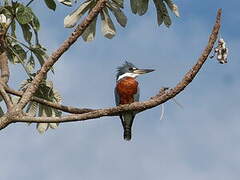 Ringed Kingfisher