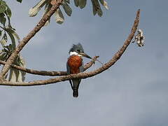 Ringed Kingfisher