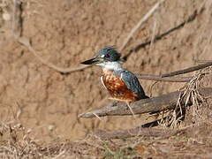 Ringed Kingfisher