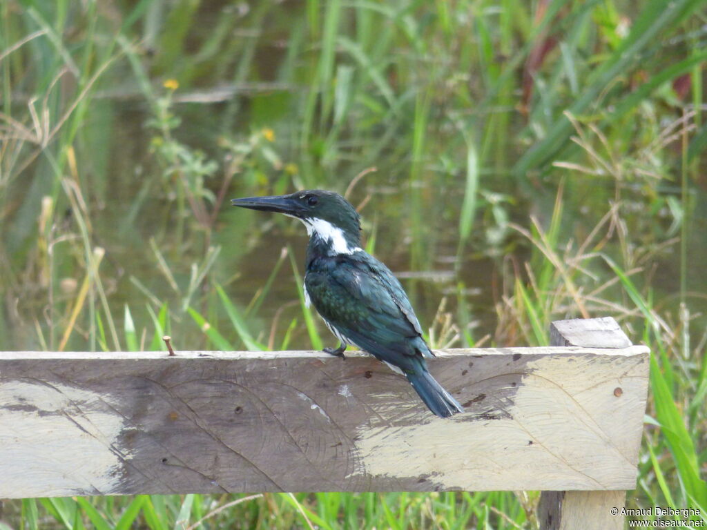 Amazon Kingfisher female