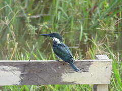 Amazon Kingfisher