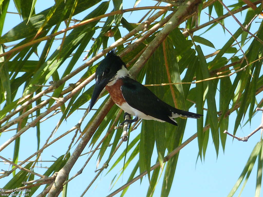 Martin-pêcheur d'Amazonie mâle adulte, habitat, pêche/chasse