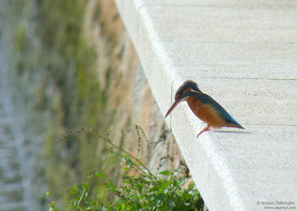 Common Kingfisher