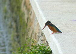 Common Kingfisher