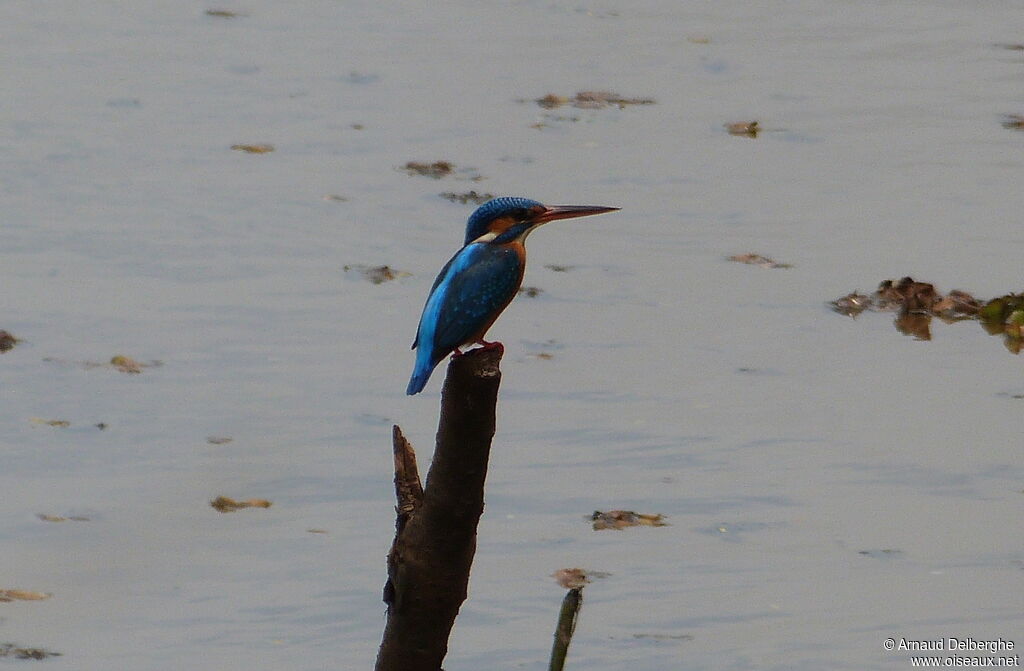 Common Kingfisher