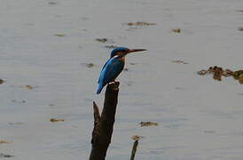 Common Kingfisher