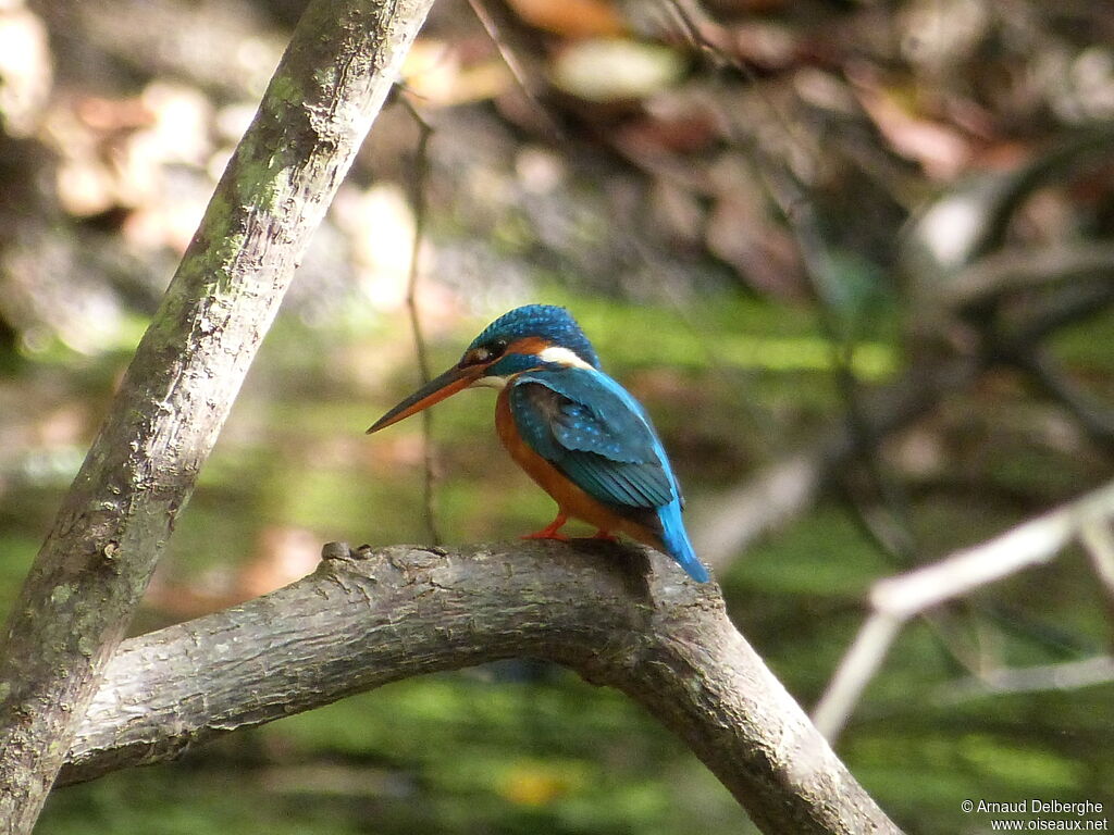 Common Kingfisher