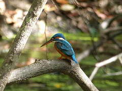 Common Kingfisher