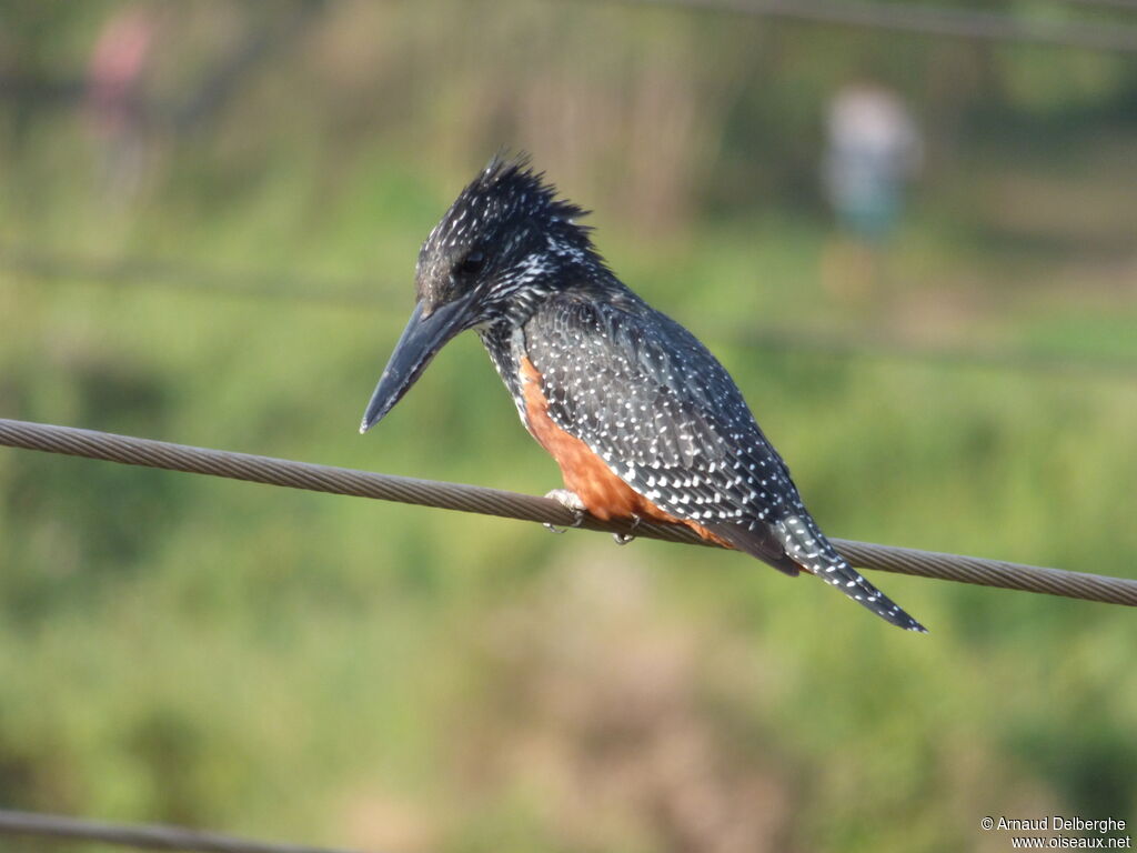 Martin-pêcheur géant