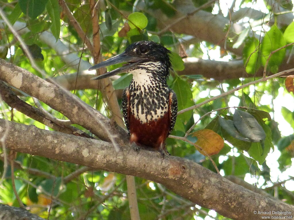 Giant Kingfisher