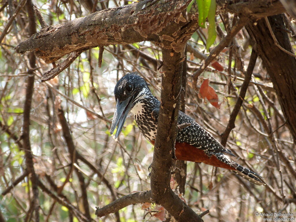 Giant Kingfisher