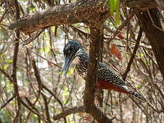 Giant Kingfisher