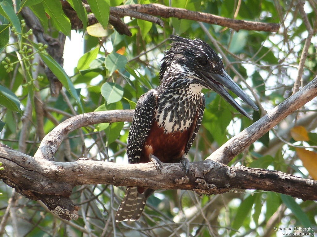 Giant Kingfisher